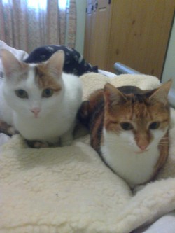 Karen's cats, Portia and Pebbles